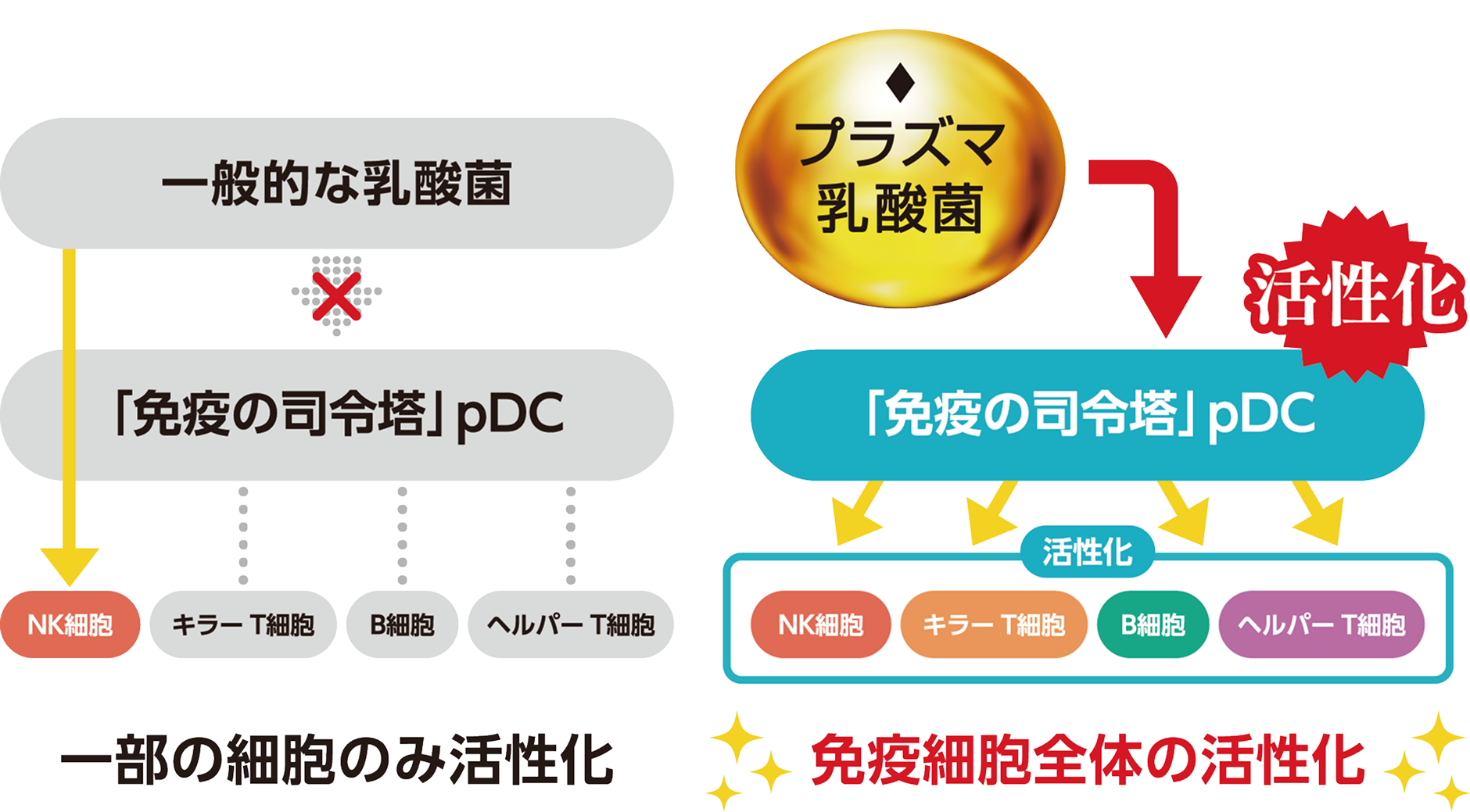 一般的な乳酸菌×「免疫の司令塔」pDC NK細胞 キラーT細胞 B細胞 ヘルパーT細胞 一部の細胞のみ活性化 プラズマ乳酸菌 活性化 「免疫の司令塔」pDC 活性化 NK細胞 キラーT細胞 B細胞 ヘルパーT細胞 免疫細胞全体の活性化